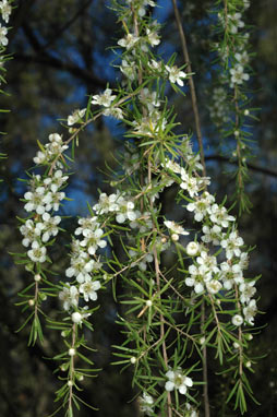 APII jpeg image of Leptospermum polygalifolium subsp. tropicum  © contact APII