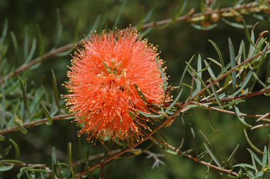 APII jpeg image of Melaleuca fulgens  © contact APII