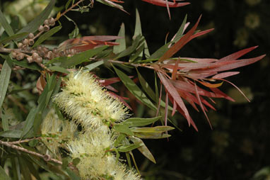 APII jpeg image of Callistemon salignus  © contact APII