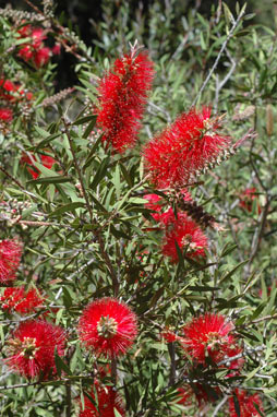 APII jpeg image of Callistemon citrinus  © contact APII