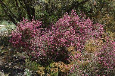 APII jpeg image of Melaleuca spathulata  © contact APII