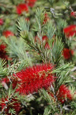 APII jpeg image of Callistemon subulatus  © contact APII