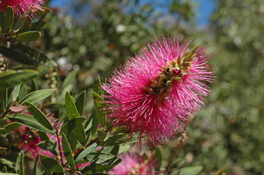 APII jpeg image of Callistemon citrinus 'Mauve Mist'  © contact APII