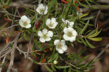 APII jpeg image of Leptospermum polygalifolium subsp. montanum  © contact APII
