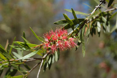 APII jpeg image of Callistemon 'Tin-Sal Glow'  © contact APII