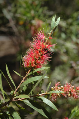 APII jpeg image of Callistemon 'Tin-Sal Glow'  © contact APII