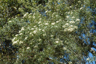 APII jpeg image of Ozothamnus argophyllus  © contact APII