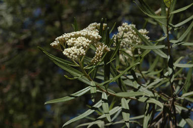 APII jpeg image of Ozothamnus argophyllus  © contact APII