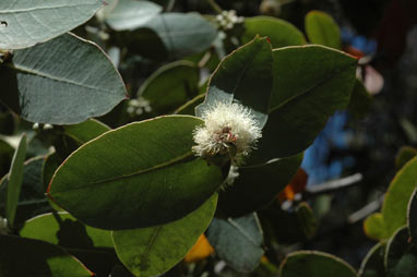 APII jpeg image of Eucalyptus neglecta  © contact APII