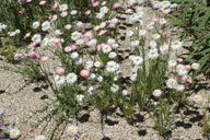 Rhodanthe chlorocephala subsp. rosea