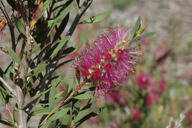 APII jpeg image of Callistemon 'Purple Splendour'  © contact APII