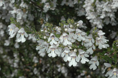 APII jpeg image of Prostanthera monticola  © contact APII