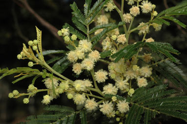 APII jpeg image of Acacia mearnsii  © contact APII