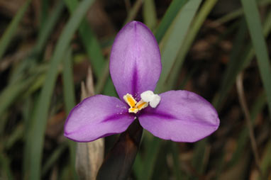 APII jpeg image of Patersonia occidentalis  © contact APII