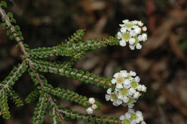 APII jpeg image of Sannantha cunninghamii  © contact APII