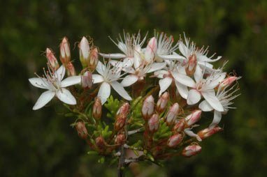 APII jpeg image of Calytrix tetragona  © contact APII