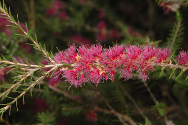 APII jpeg image of Melaleuca wilsonii  © contact APII