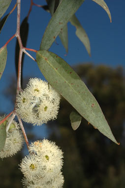 APII jpeg image of Eucalyptus risdonii  © contact APII