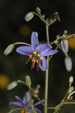 APII jpeg image of Dianella revoluta var. revoluta  © contact APII