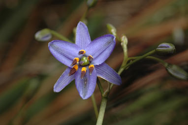 APII jpeg image of Dianella revoluta var. revoluta  © contact APII