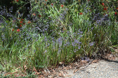 APII jpeg image of Dianella caerulea  © contact APII