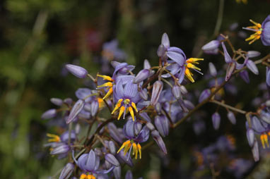 APII jpeg image of Dianella caerulea  © contact APII