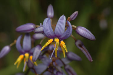 APII jpeg image of Dianella caerulea  © contact APII