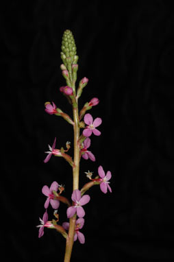 APII jpeg image of Stylidium debile  © contact APII