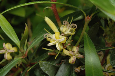 APII jpeg image of Persoonia silvatica  © contact APII