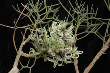 APII jpeg image of Hakea pulvinifera  © contact APII