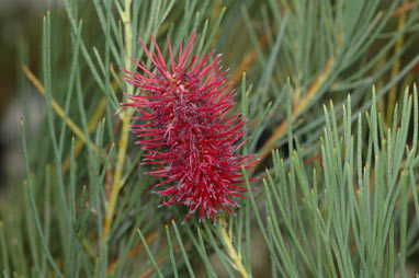 APII jpeg image of Grevillea oligomera  © contact APII