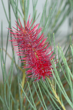 APII jpeg image of Grevillea oligomera  © contact APII