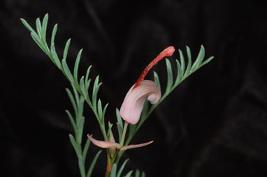 APII jpeg image of Grevillea involucrata  © contact APII