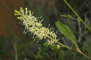 APII jpeg image of Grevillea shuttleworthiana subsp. canarina  © contact APII