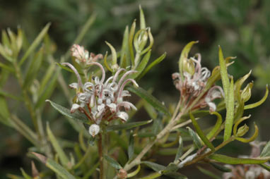 APII jpeg image of Grevillea phylicoides  © contact APII