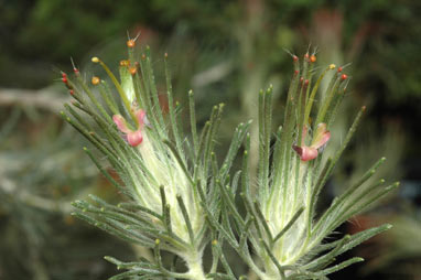 APII jpeg image of Adenanthos cygnorum subsp. cygnorum  © contact APII