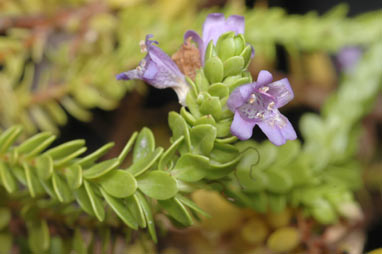 APII jpeg image of Eremophila ternifolia  © contact APII