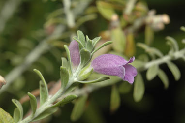 APII jpeg image of Eremophila resinosa  © contact APII