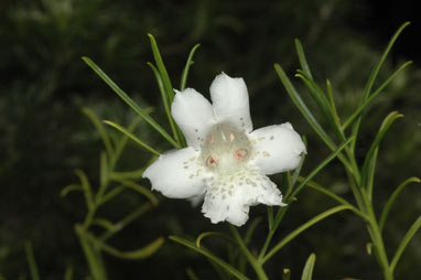 APII jpeg image of Eremophila polyclada  © contact APII