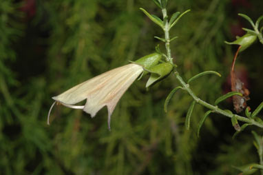 APII jpeg image of Prostanthera incurvata  © contact APII