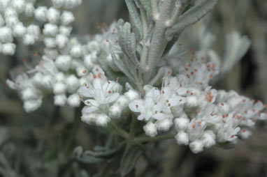 APII jpeg image of Dicrastylis parvifolia  © contact APII