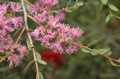 APII jpeg image of Melaleuca spicigera  © contact APII