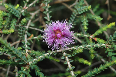 APII jpeg image of Melaleuca gibbosa  © contact APII