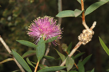 APII jpeg image of Melaleuca barlowii  © contact APII