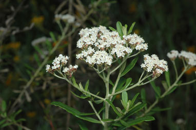 APII jpeg image of Ozothamnus cuneifolius  © contact APII