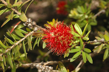 APII jpeg image of Callistemon 'Tinaroo Dazzler'  © contact APII