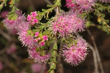 APII jpeg image of Kunzea capitata  © contact APII