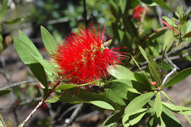 APII jpeg image of Callistemon citrinus 'Tyrian Rose'  © contact APII