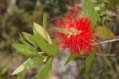 APII jpeg image of Callistemon citrinus 'Tyrian Rose'  © contact APII