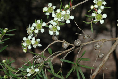 APII jpeg image of Leptospermum incanum  © contact APII